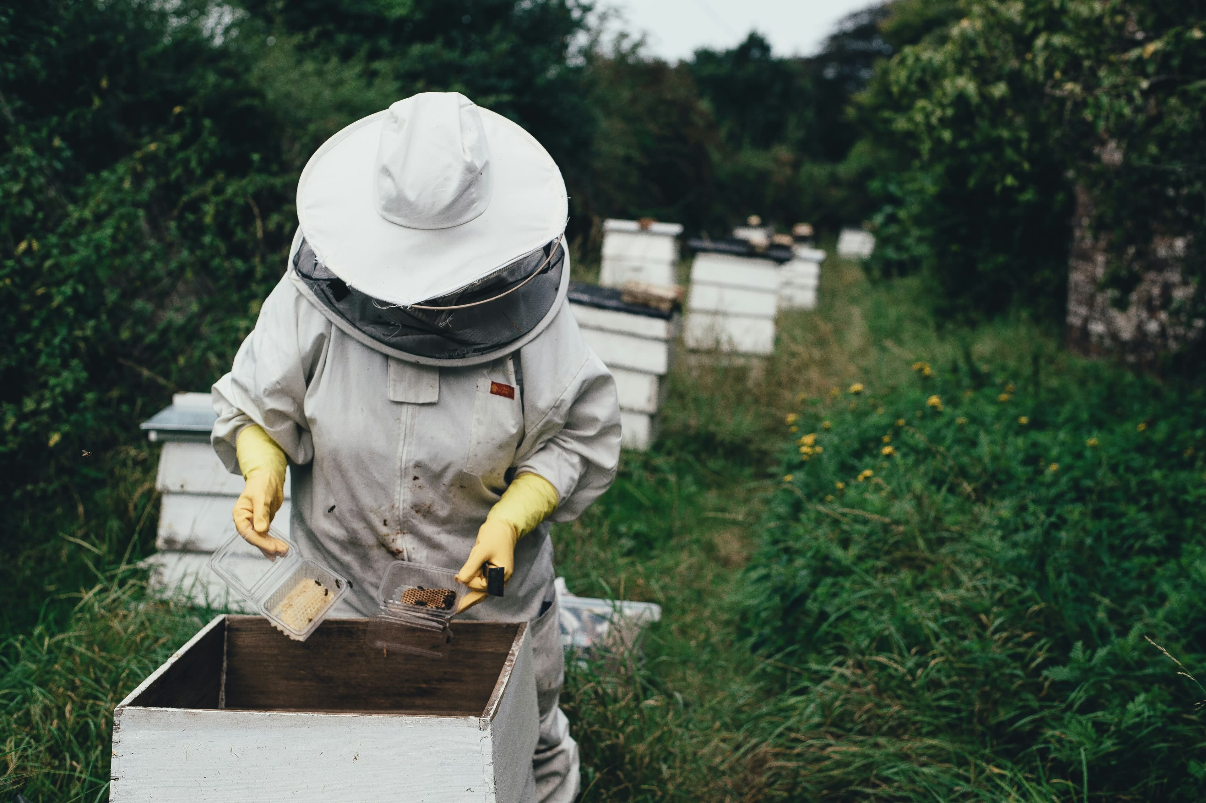 Traditional Beekeeping